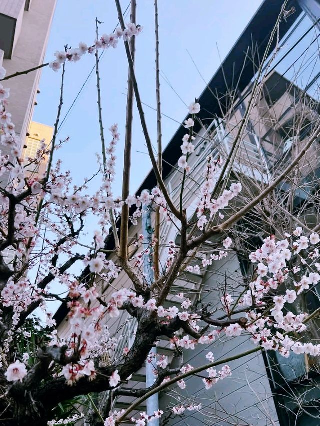 Tokyo sakura