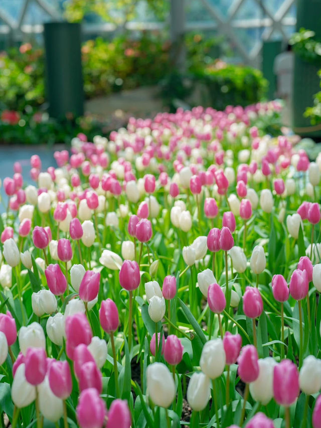 📍: Miracle of Natural🌷โครงการ PTT LN