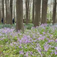 Spring Bliss at Gucun Park