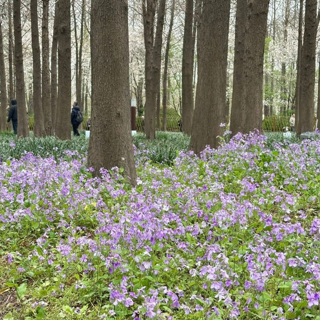 Spring Bliss at Gucun Park
