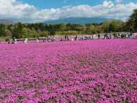 【山梨】ピンクの絨毯が一面に広がる富士芝桜