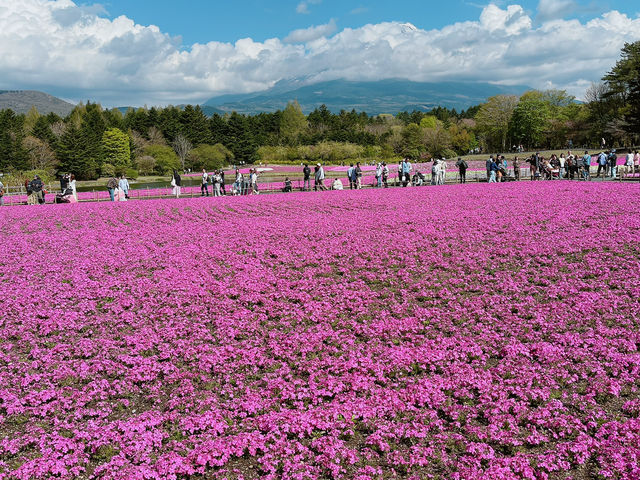 【山梨】ピンクの絨毯が一面に広がる富士芝桜