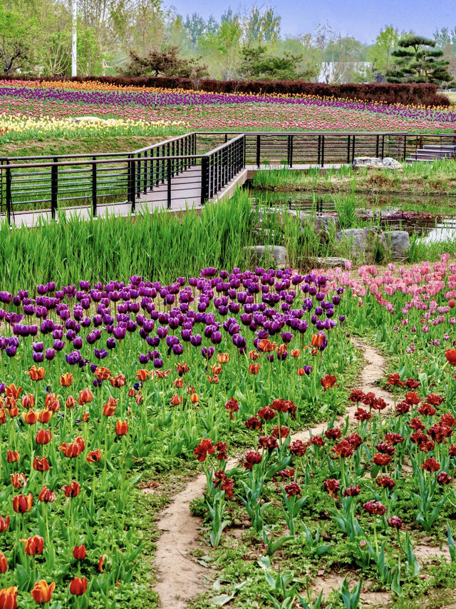 🌷 Fangshan, Beijing — A Hidden Gem Park by the Metro That’s Next Level Beautiful! 🌷