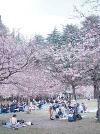 東京高速巴士直達仙台賞櫻