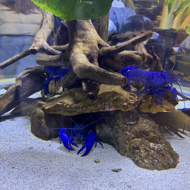 日本で唯一ラッコに会える水族館🦦ꕀ