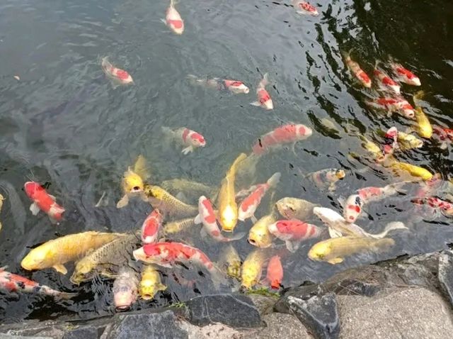 Ritsurin Garden – Tranquility in Every Season