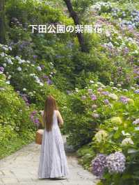 迫力満点　下田公園の紫陽花