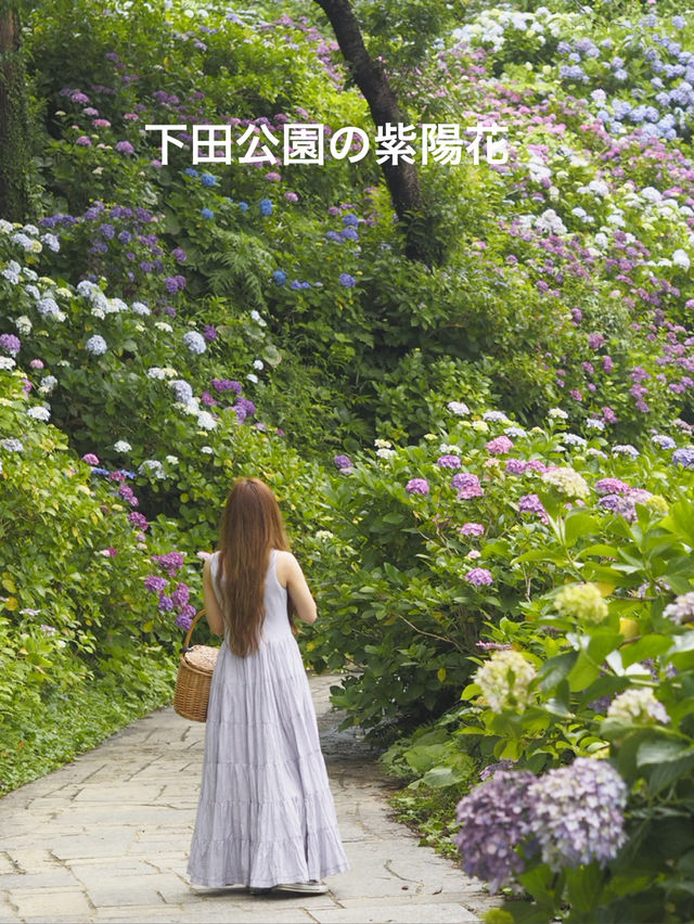 迫力満点　下田公園の紫陽花