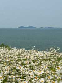 이번 주말 가야 할 동화감성 샤스타데이지 명소🌼