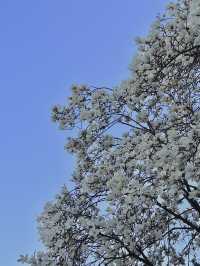 대전 벚꽃 나들이 🌸🩷