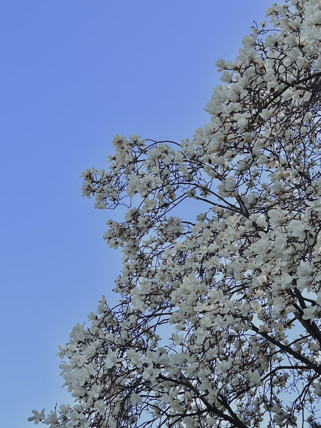 대전 벚꽃 나들이 🌸🩷