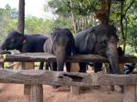 Elephant Conservation Center at Kenyir Lake, Terengganu