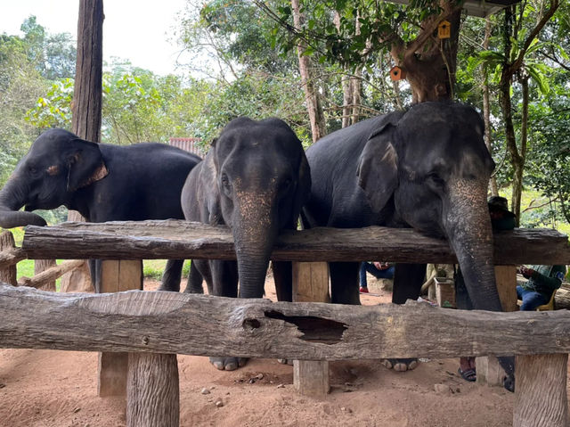 Elephant Conservation Center at Kenyir Lake, Terengganu