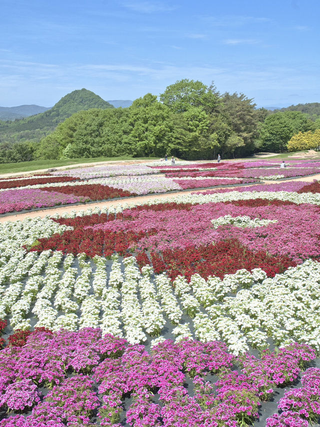 青とピンクの絶景絨毯で夢のような映え写真体験💙🌸※観光攻略情報付き