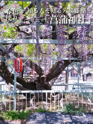 【Before You Go】A Sacred Sanctuary Draped in Purple Curtains