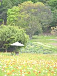 春風に揺れるポピー畑に酔いしれる🌺🌼※観光攻略情報付き