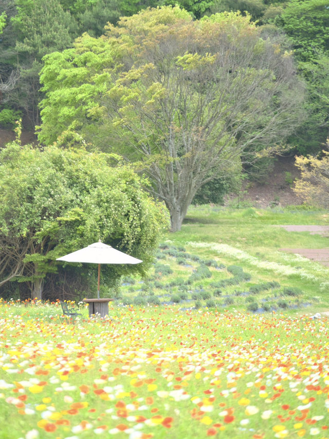 春風に揺れるポピー畑に酔いしれる🌺🌼※観光攻略情報付き