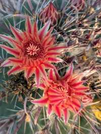 Desert Botanical Garden – Nature’s Art in the Arizona Sun