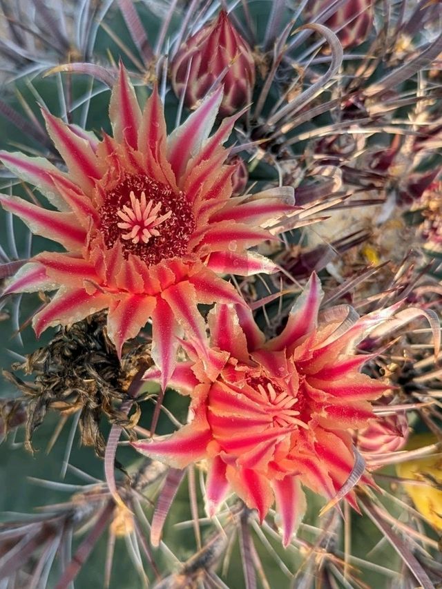 Desert Botanical Garden – Nature’s Art in the Arizona Sun