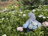Bucket of Blooms, Boots On & Camera Ready at KUV NIAM HYDRENYA