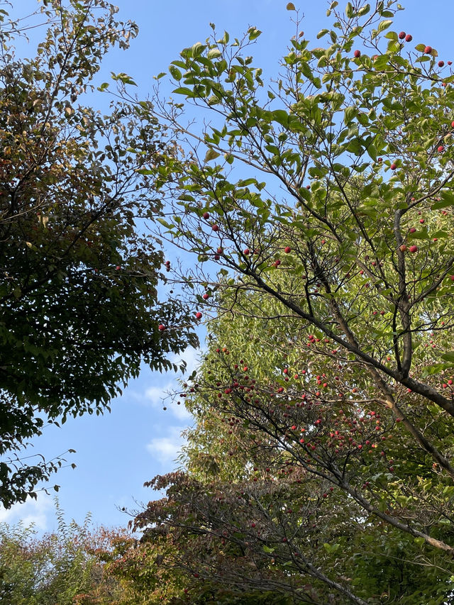 🌾 서울 하늘 아래 바람과 걷는 시간, 하늘공원