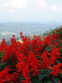 Red, Radiant & Wild – Ying Yong’s Boldest Bloom