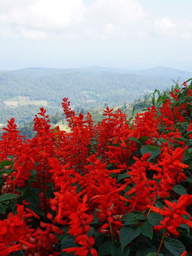 Red, Radiant & Wild – Ying Yong’s Boldest Bloom