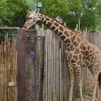 【中国/上海/上海野生動物園】希少な野生動物を見に行こう！