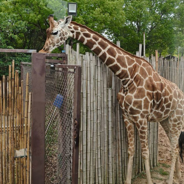 【中国/上海/上海野生動物園】希少な野生動物を見に行こう！