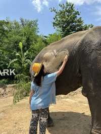 🐘코끼리랑 놀아볼래?🇹🇭