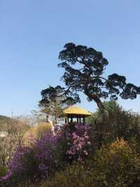 봄의 수목원