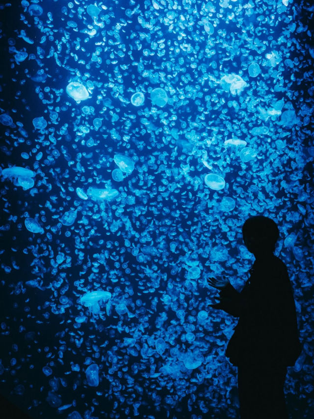 🎯【山形・加茂水族館（クラゲドリーム館）】クラゲに癒される、不思議な青の世界 💙 
