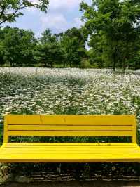 Flower Fields & Chill Walks in Haman’s Bloomy Wonderland