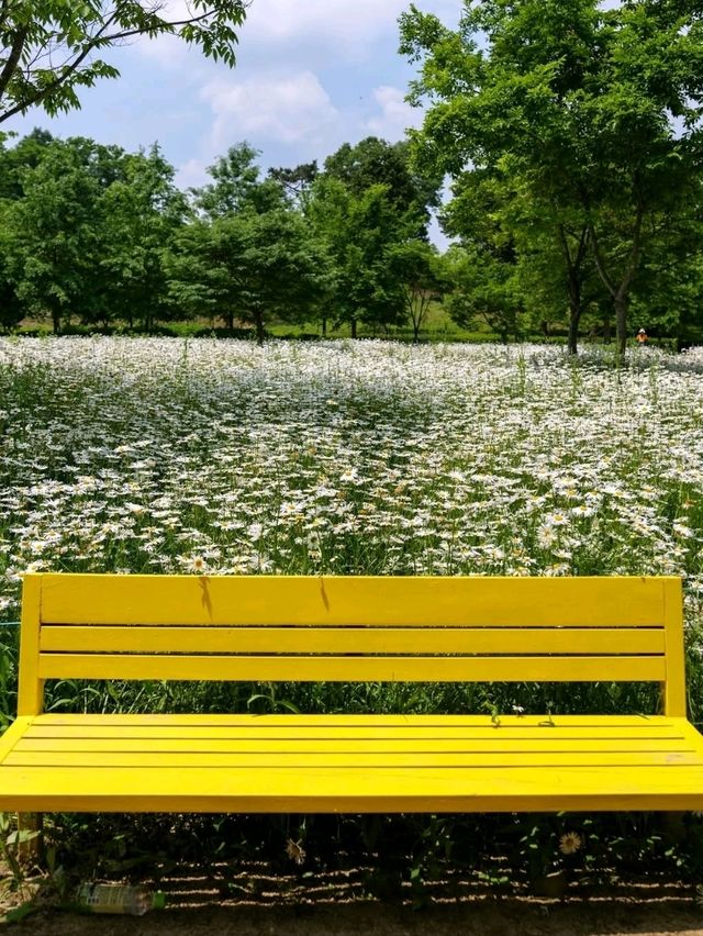Flower Fields & Chill Walks in Haman’s Bloomy Wonderland