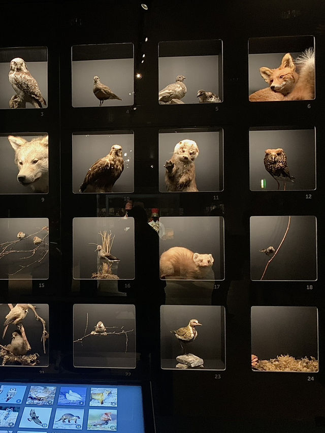 ❄️ Arktikum Museum—A Window into the Arctic World