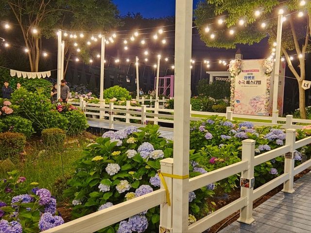 Dawn approaches with full bloom of hydrangeas