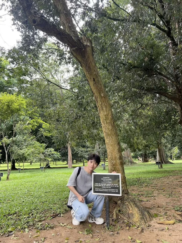 🌳中斯友誼留痕｜尋訪周恩來總理栽種的喇叭樹（Crape Myrtle） 