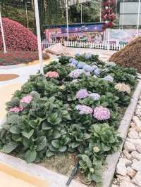 A Bloom Lover’s Paradise: Agro Market Cameron Highlands🌸