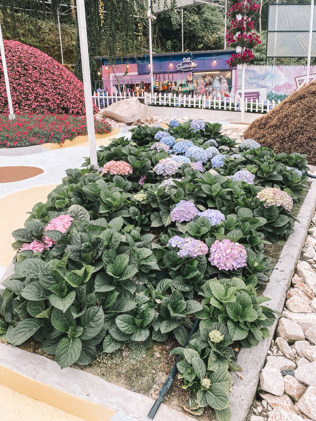 A Bloom Lover’s Paradise: Agro Market Cameron Highlands🌸
