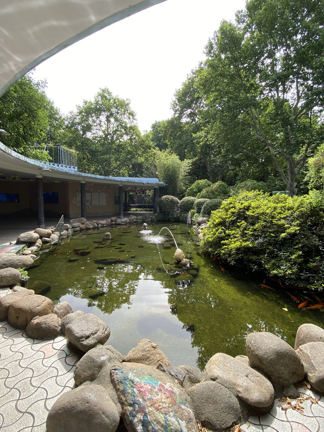比較上海迪士尼，遛娃更值得去的地方- 上海動物園🐯🐼