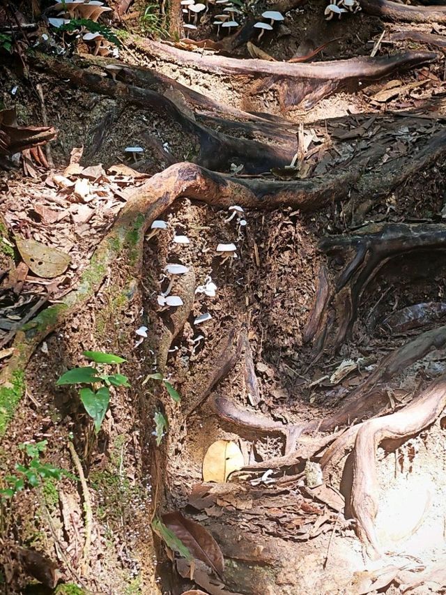 ⛰️ Bukit Kledang, Perak – Choose Your Trail, Choose Your Challenge!