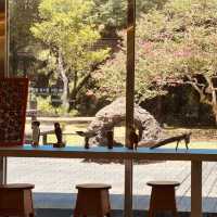 Unveiling Jeju's Volcanic Birth and Natural Wonders
