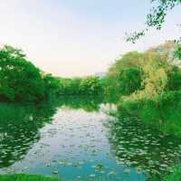 潼湖濕地公園•鳥語花香的自然