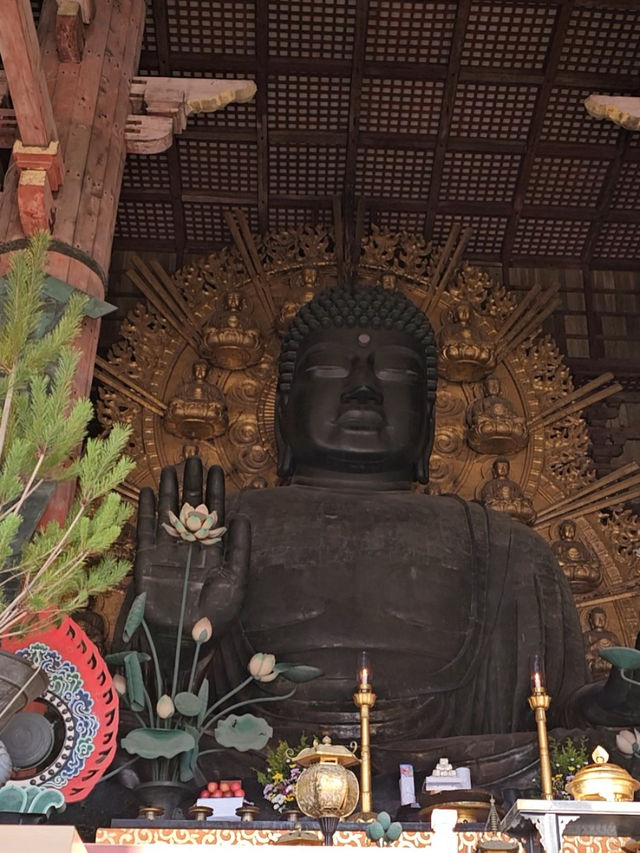 Nara Day trip ✨ Big buddha & bowing deer 🦌🫶🏻
