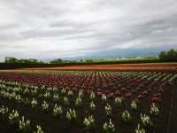 Hokkaido Road Trip