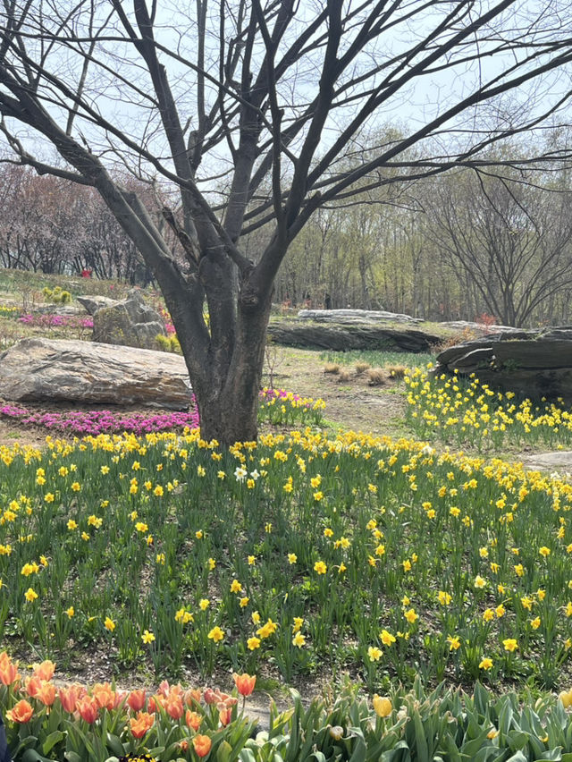 봄, 튤립의 계절