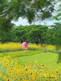 🌸 橫琴花海長廊三號驛站｜太陽花+露營
