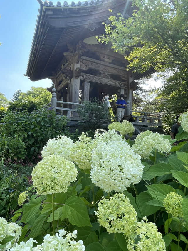 【群馬】映えスポット多数！群馬を代表する花寺