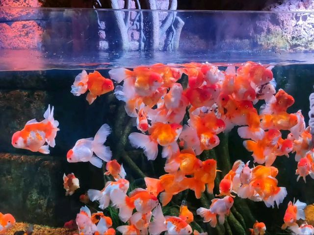 Exploring SEA LIFE