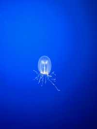 海底總動員取景靈感 | Monterey Bay Aquarium 蒙特雷灣水族館🐟